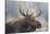 USA, Wyoming, Grand Teton National Park, bull moose-Elizabeth Boehm-Stretched Canvas