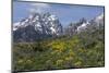 USA, Wyoming, Grand Teton National Park. Grand Teton Range and arrowleaf balsamroot wildflowers.-Jaynes Gallery-Mounted Photographic Print