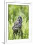 USA, Wyoming, Grand Teton National Park, Great Gray Owl Fledgling sitting-Elizabeth Boehm-Framed Photographic Print