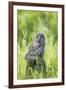 USA, Wyoming, Grand Teton National Park, Great Gray Owl Fledgling sitting-Elizabeth Boehm-Framed Photographic Print