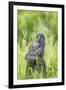 USA, Wyoming, Grand Teton National Park, Great Gray Owl Fledgling sitting-Elizabeth Boehm-Framed Photographic Print