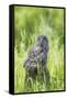 USA, Wyoming, Grand Teton National Park, Great Gray Owl Fledgling sitting-Elizabeth Boehm-Framed Stretched Canvas