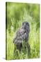 USA, Wyoming, Grand Teton National Park, Great Gray Owl Fledgling sitting-Elizabeth Boehm-Stretched Canvas