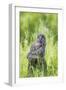 USA, Wyoming, Grand Teton National Park, Great Gray Owl Fledgling sitting-Elizabeth Boehm-Framed Photographic Print