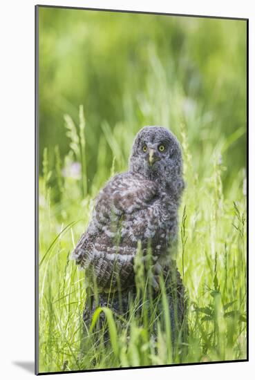 USA, Wyoming, Grand Teton National Park, Great Gray Owl Fledgling sitting-Elizabeth Boehm-Mounted Photographic Print