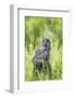 USA, Wyoming, Grand Teton National Park, Great Gray Owl Fledgling sitting-Elizabeth Boehm-Framed Photographic Print