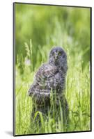 USA, Wyoming, Grand Teton National Park, Great Gray Owl Fledgling sitting-Elizabeth Boehm-Mounted Photographic Print