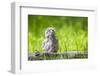 USA, Wyoming, Grand Teton National Park, Great Gray Owl Fledgling sitting-Elizabeth Boehm-Framed Photographic Print