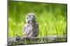 USA, Wyoming, Grand Teton National Park, Great Gray Owl Fledgling sitting-Elizabeth Boehm-Mounted Photographic Print