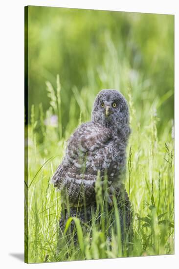 USA, Wyoming, Grand Teton National Park, Great Gray Owl Fledgling sitting-Elizabeth Boehm-Stretched Canvas