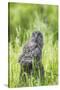 USA, Wyoming, Grand Teton National Park, Great Gray Owl Fledgling sitting-Elizabeth Boehm-Stretched Canvas