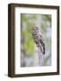 USA, Wyoming, Grand Teton National Park, Great Gray Owl perches on a stump.-Elizabeth Boehm-Framed Photographic Print