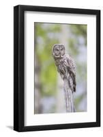 USA, Wyoming, Grand Teton National Park, Great Gray Owl perches on a stump.-Elizabeth Boehm-Framed Photographic Print