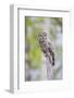 USA, Wyoming, Grand Teton National Park, Great Gray Owl perches on a stump.-Elizabeth Boehm-Framed Photographic Print