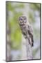 USA, Wyoming, Grand Teton National Park, Great Gray Owl perches on a stump.-Elizabeth Boehm-Mounted Photographic Print