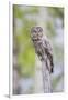 USA, Wyoming, Grand Teton National Park, Great Gray Owl perches on a stump.-Elizabeth Boehm-Framed Photographic Print
