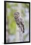 USA, Wyoming, Grand Teton National Park, Great Gray Owl perches on a stump.-Elizabeth Boehm-Framed Photographic Print