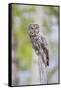 USA, Wyoming, Grand Teton National Park, Great Gray Owl perches on a stump.-Elizabeth Boehm-Framed Stretched Canvas