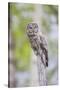 USA, Wyoming, Grand Teton National Park, Great Gray Owl perches on a stump.-Elizabeth Boehm-Stretched Canvas