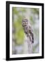 USA, Wyoming, Grand Teton National Park, Great Gray Owl perches on a stump.-Elizabeth Boehm-Framed Photographic Print