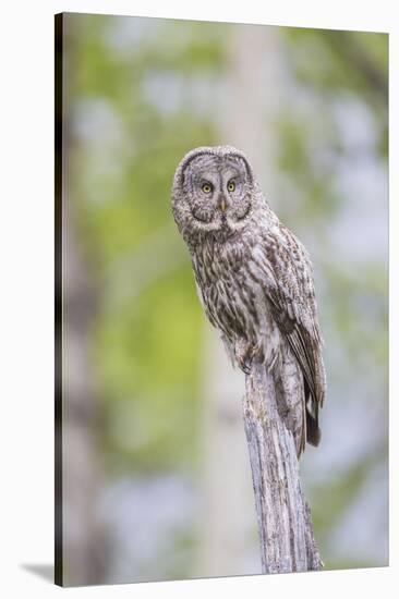 USA, Wyoming, Grand Teton National Park, Great Gray Owl perches on a stump.-Elizabeth Boehm-Stretched Canvas