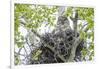 USA, Wyoming, Grand Teton National Park, Great Gray Owl sits on her stick nest-Elizabeth Boehm-Framed Photographic Print