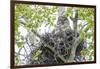 USA, Wyoming, Grand Teton National Park, Great Gray Owl sits on her stick nest-Elizabeth Boehm-Framed Photographic Print