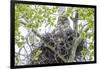 USA, Wyoming, Grand Teton National Park, Great Gray Owl sits on her stick nest-Elizabeth Boehm-Framed Photographic Print