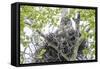 USA, Wyoming, Grand Teton National Park, Great Gray Owl sits on her stick nest-Elizabeth Boehm-Framed Stretched Canvas