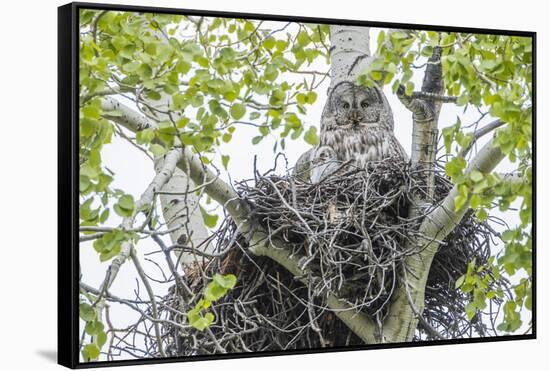USA, Wyoming, Grand Teton National Park, Great Gray Owl sits on her stick nest-Elizabeth Boehm-Framed Stretched Canvas