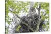 USA, Wyoming, Grand Teton National Park, Great Gray Owl sits on her stick nest-Elizabeth Boehm-Stretched Canvas