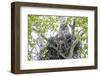 USA, Wyoming, Grand Teton National Park, Great Gray Owl sits on her stick nest-Elizabeth Boehm-Framed Photographic Print