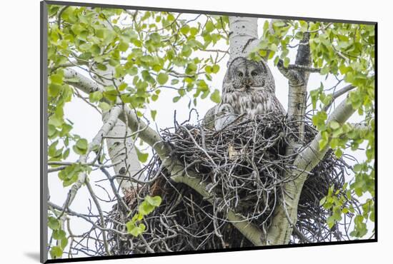 USA, Wyoming, Grand Teton National Park, Great Gray Owl sits on her stick nest-Elizabeth Boehm-Mounted Photographic Print