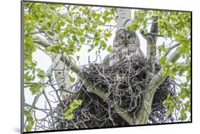 USA, Wyoming, Grand Teton National Park, Great Gray Owl sits on her stick nest-Elizabeth Boehm-Mounted Photographic Print