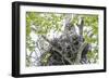 USA, Wyoming, Grand Teton National Park, Great Gray Owl sits on her stick nest-Elizabeth Boehm-Framed Photographic Print