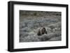 USA, Wyoming, Grand Teton National Park. Grizzly bear sow and cub amid sage bushes.-Jaynes Gallery-Framed Photographic Print