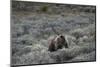 USA, Wyoming, Grand Teton National Park. Grizzly bear sow and cub amid sage bushes.-Jaynes Gallery-Mounted Photographic Print