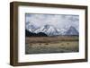 USA, Wyoming, Grand Teton National Park. Grizzly bear sow and four cubs in field.-Jaynes Gallery-Framed Photographic Print