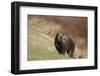USA, Wyoming, Grand Teton National Park. Grizzly bear sow on hillside.-Jaynes Gallery-Framed Photographic Print
