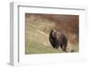 USA, Wyoming, Grand Teton National Park. Grizzly bear sow on hillside.-Jaynes Gallery-Framed Photographic Print