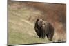 USA, Wyoming, Grand Teton National Park. Grizzly bear sow on hillside.-Jaynes Gallery-Mounted Photographic Print