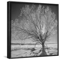 USA, Wyoming, Grand Teton National Park, Ice Tree-John Ford-Framed Photographic Print