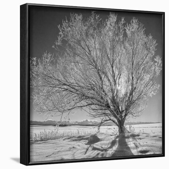 USA, Wyoming, Grand Teton National Park, Ice Tree-John Ford-Framed Photographic Print