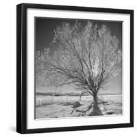 USA, Wyoming, Grand Teton National Park, Ice Tree-John Ford-Framed Photographic Print