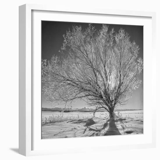 USA, Wyoming, Grand Teton National Park, Ice Tree-John Ford-Framed Photographic Print