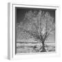 USA, Wyoming, Grand Teton National Park, Ice Tree-John Ford-Framed Photographic Print