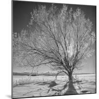 USA, Wyoming, Grand Teton National Park, Ice Tree-John Ford-Mounted Photographic Print