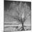 USA, Wyoming, Grand Teton National Park, Ice Tree-John Ford-Mounted Photographic Print