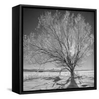 USA, Wyoming, Grand Teton National Park, Ice Tree-John Ford-Framed Stretched Canvas