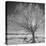 USA, Wyoming, Grand Teton National Park, Ice Tree-John Ford-Stretched Canvas